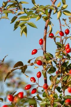 Red rosehip berries on a tree Stock Photos