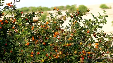 Red rosehip berries, which begin to ripen, Stock Footage 115056597
