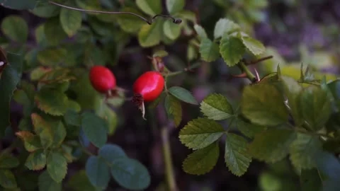 Red rosehip on a bush in the forest Stock Footage 252054258