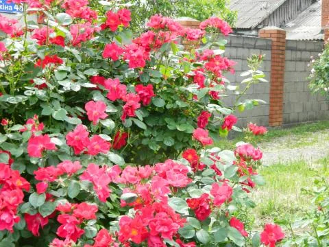 Red rosehip bush Stock Photos