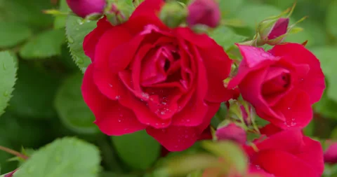 Red rosehip flowers with raindrops depth of field Stock Footage 315172650