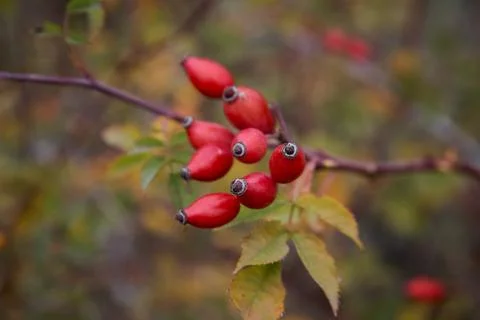 Red rosehip fruit on a branch in the fall Stock Photos
