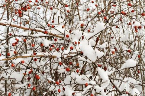 Red rosehip Stock Photos