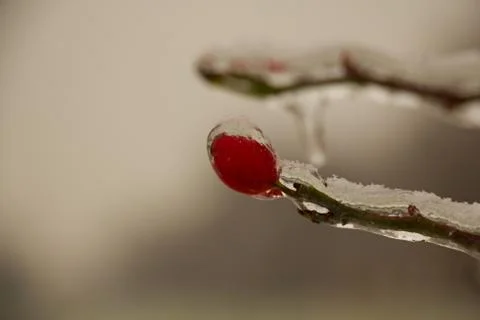 Red rosehip. Foto stock