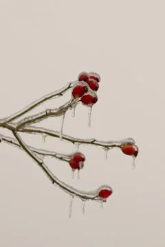 Red rosehip. Stock Photos