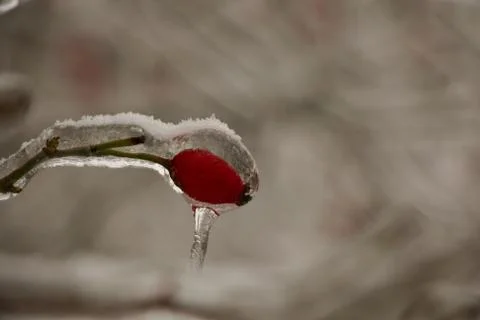 Red rosehip. Stock Photos