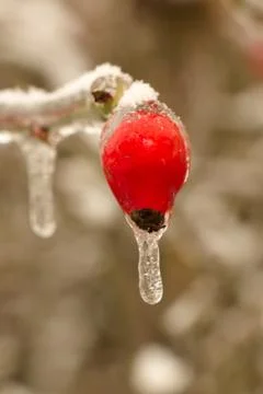 Red rosehip. Stock Photos