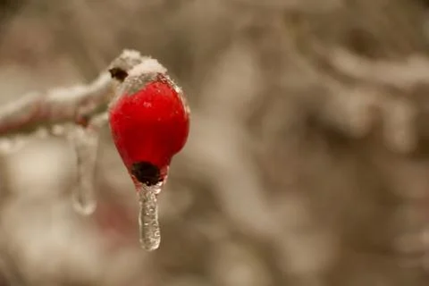 Red rosehip. Stock Photos
