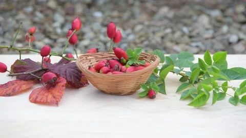 Red rosehips, full of vitamin C, autumn composition Stock Footage 238379341
