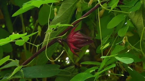 Red roselle on green leaf. Stock Footage 143551228