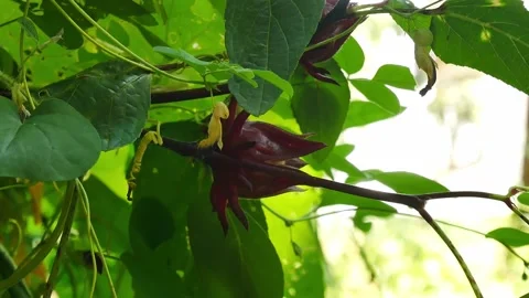 Red roselle on green leaf. Stock Footage 143551230