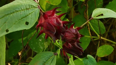 Red roselle on green leaf. Stock Footage 143551281