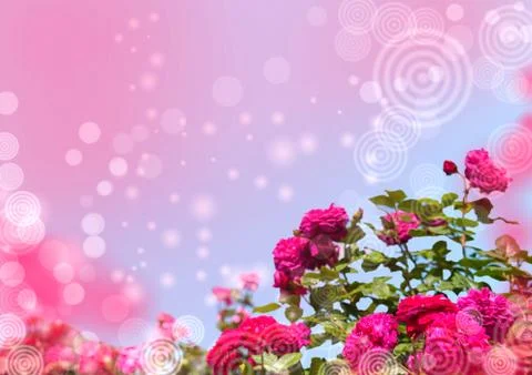 Red roses on an abstract background in blue and red with white circles, the b Stock Illustration