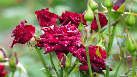 Red roses after rain. Stock Footage 136547615