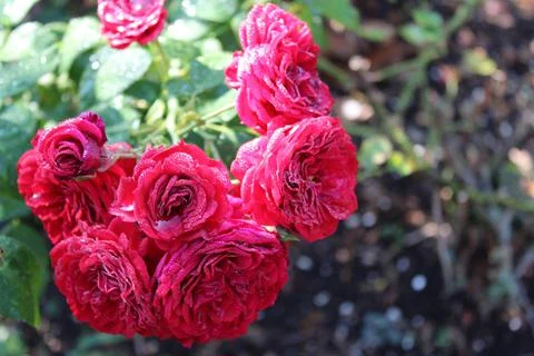Red roses after the rain Stock Photos