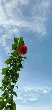 Red roses against a background of clouds and clear blue sky Foto stock