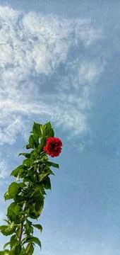 Red roses against a background of clouds and clear blue sky Foto stock