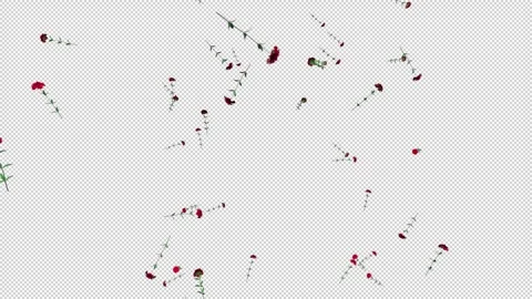 Red Roses On Alpha Stock Footage 244169762