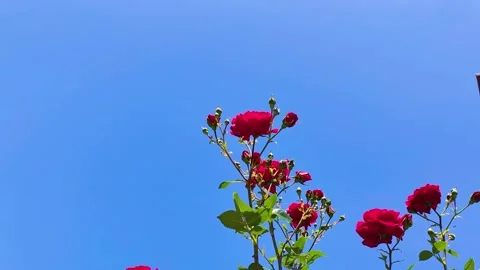 Red Roses and Buds Reaching Up Towards a Clear, Blue Summer Sky Stock Footage 322945257