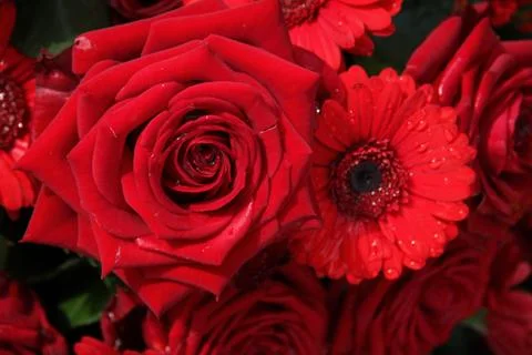 Red roses and gerberas Stock Photos