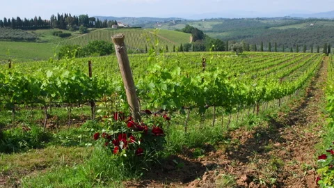 Red roses and rows of green vines in the Chianti Classico region Stock Footage 247453864