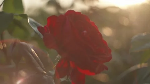 Red roses and sunset Stock Footage 194909774