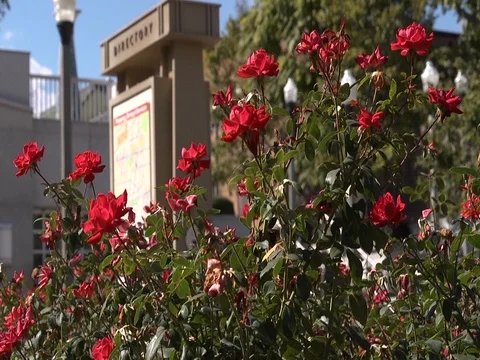 Red Roses (Atlanta) Stock Footage 77607736