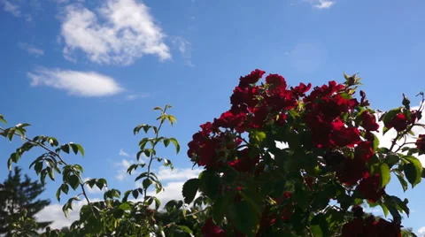 Red roses on a background of blue sky with white clouds Stock Footage 39505699