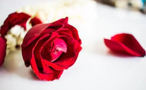 Red roses background Foto stock