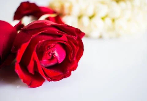 Red roses background Stock Photos