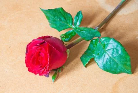 Red roses on background Stock Photos