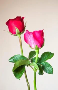 Red roses on background Stock Photos