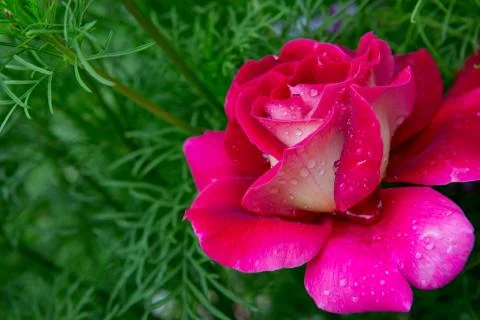 Red Roses background. Stock Photos