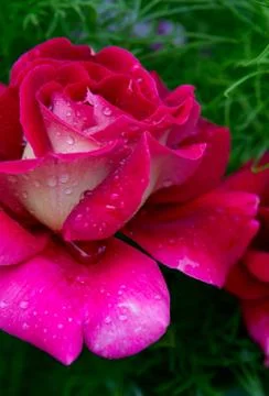 Red Roses background. Stock Photos