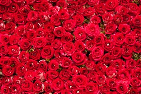 Red roses background Stock Photos