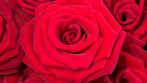 Red roses. Background of red roses. Rotation 360. Video stock 74640406