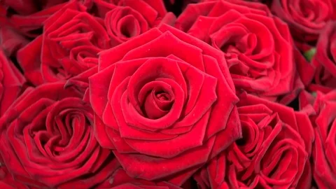 Red roses. Background of red roses. Rotation. Video stock 99683859