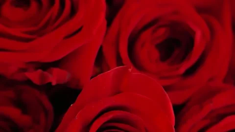 Red roses background. Romantic red bouquet Stock Footage 263147277