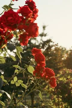 Red roses on the background of sun rays in the garden. Greeting card templa.. Stock Photos