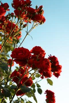 Red roses on the background of sun rays in the garden. Greeting card templa.. Stock Photos