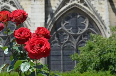 Red roses on a background window of Notre-Dame de Paris Foto stock