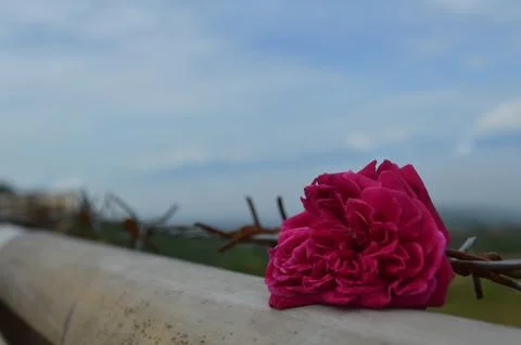 Red roses with barbed wire Stock Photos