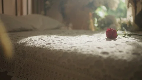 Red roses on the bed Stock Footage 128868728