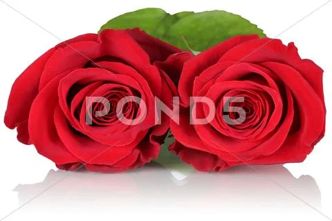 Red roses on birthday, valentine's or mother's day Stock Photos