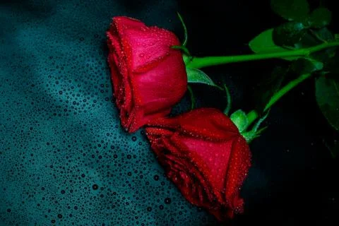 Red roses on black background Stock Photos