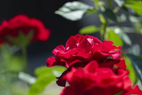 Red Roses in Bloom Close-Up Stock Photos