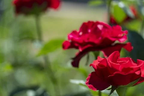Red Roses in Bloom Close-Up 스톡 사진