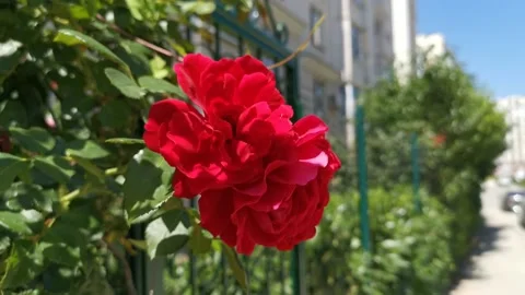 Red roses bloom in the flower bed and sway in the wind Stock-Footage 144476649