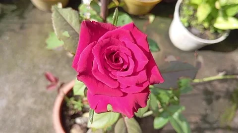 Red roses bloom Stock Footage 262801158