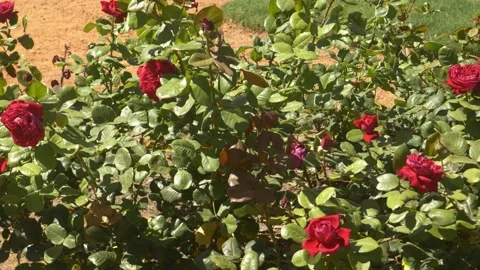 Red roses in bloom Stock Footage 291565706